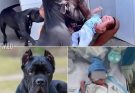 PITBULL DOG ATTACKS HIS OWNER’S SON AND… See more
